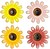 G-71153 : 71153 FLOR SOLAR...