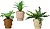 G-90763 : 90763 PLANTA ART...